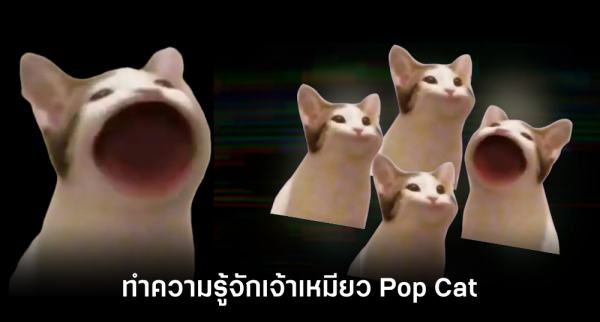 ผู้สร้าง Pop Cat ยืนยันจะขยายเซิร์ฟเพื่อรองรับชาวไทย 3 ผู้สร้าง Pop Cat ยืนยันจะขยายเซิร์ฟเพื่อรองรับชาวไทย