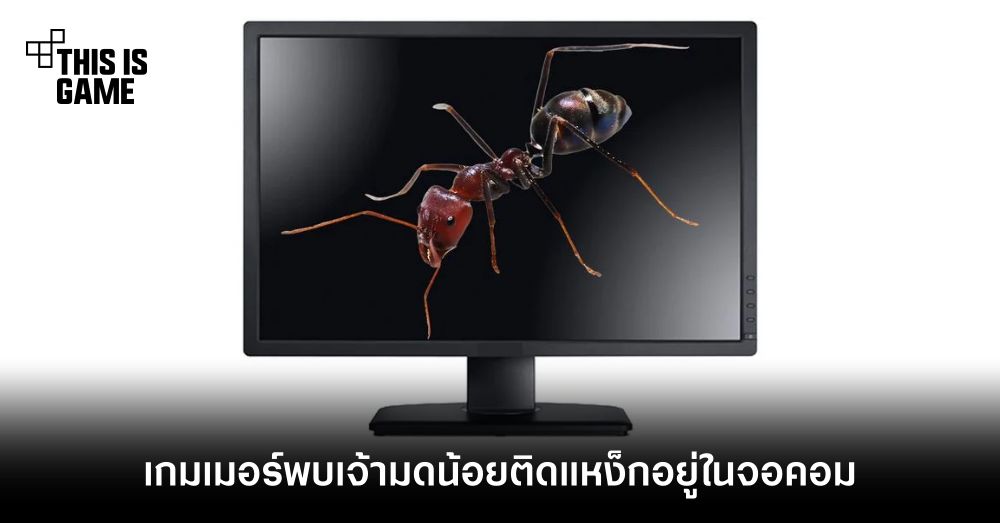 เกมเมอร์พบเจ้ามดน้อยติดแหง็กอยู่ในจอคอม 1 เกมเมอร์พบเจ้ามดน้อยติดแหง็กอยู่ในจอคอม