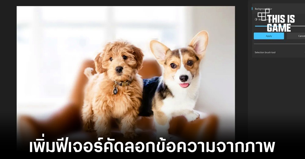 Windows 11 ทดสอบความสามารถคัดลอกข้อความจากภาพได้แล้ว