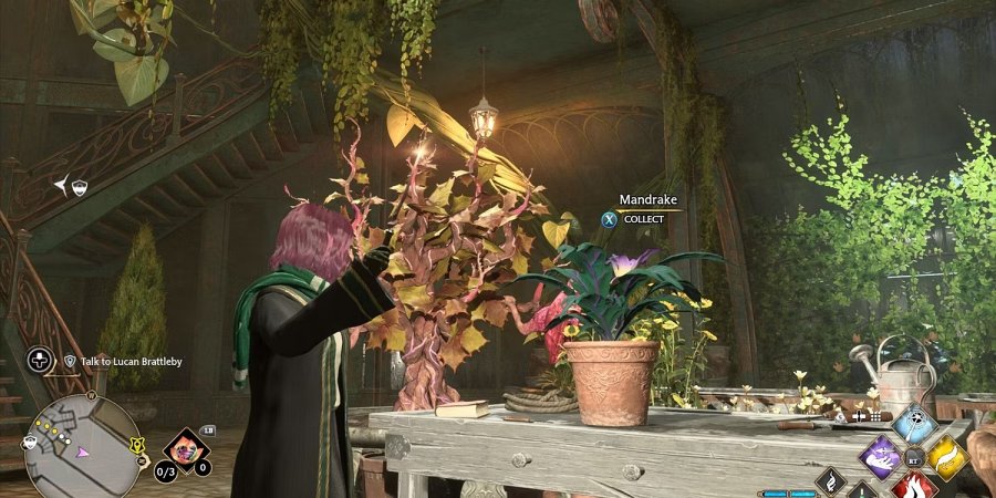 Hogwarts Legacy - วิธีการตามหา Mandrakes 3 Hogwarts Legacy - วิธีการตามหา Mandrakes