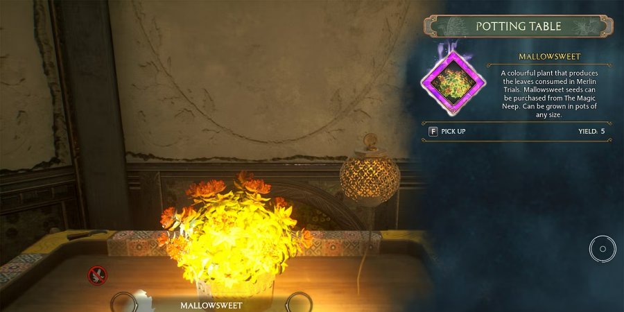 Hogwarts Legacy - เผยวิธีหา Mallowsweet มาใช้งานแบบไม่ต้องวิ่งวุ่น 3 Hogwarts Legacy - เผยวิธีหา Mallowsweet มาใช้งานแบบไม่ต้องวิ่งวุ่น