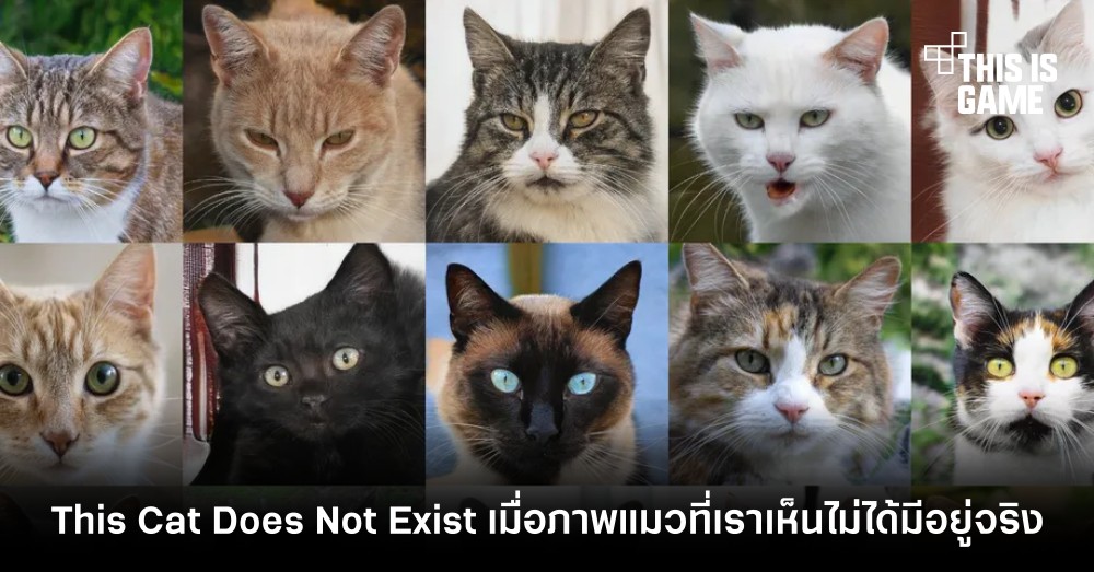 This Cat Does Not Exist เมื่อภาพแมวที่เราเห็นไม่ได้มีอยู่จริง 1 This Cat Does Not Exist เมื่อภาพแมวที่เราเห็นไม่ได้มีอยู่จริง