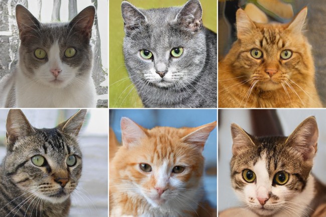 This Cat Does Not Exist เมื่อภาพแมวที่เราเห็นไม่ได้มีอยู่จริง 2 This Cat Does Not Exist เมื่อภาพแมวที่เราเห็นไม่ได้มีอยู่จริง