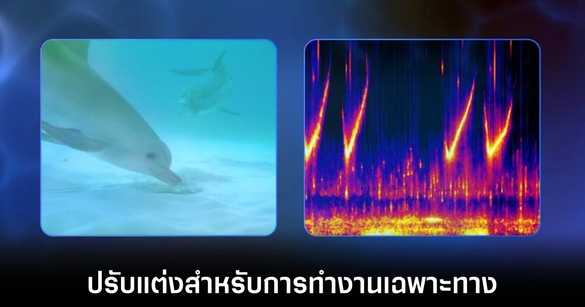 google-gemma-dolphin-ai-model