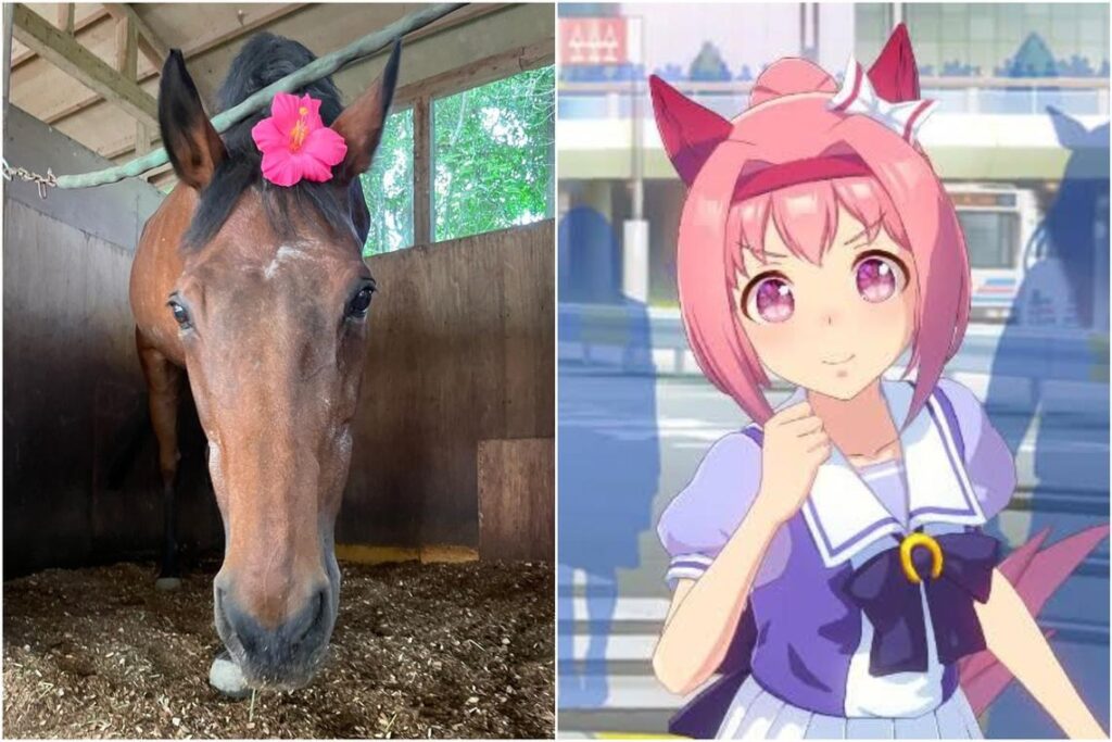 7 เรื่องที่คุณอาจจะยังไม่รู้เกี่ยวกับม้า Haru Urara 3 7 เรื่องที่คุณอาจจะยังไม่รู้เกี่ยวกับม้า Haru Urara
