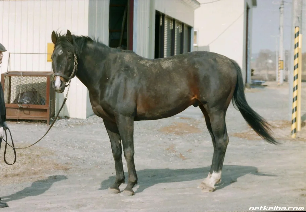 ใจฟู! แฟนสาวม้า Umamusume ร่วมบูรณะหลุมศพ Mejiro Ardan