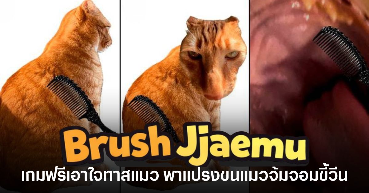 Brush Jjaemu เกมฟรีเอาใจทาสแมว ที่ผู้เล่นต้องแปรงขนแมวจ้ำจอมขี้วีน เก็บคะแนนให้ทันก่อนน้อนหันมาสวบ