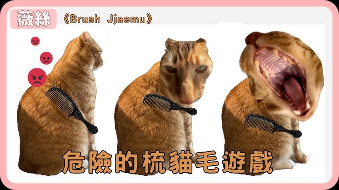 Brush Jjaemu เกมฟรีเอาใจทาสแมว พาแปรงขนแมวจ้มจอมขี้วีน