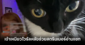 เจ้าเหมียวกลายเป็นไวรัลหลังช่วยสตรีมเมอร์ Twitch อ่านแชทอย่างตั้งอกตั้งใจ 8 twitch-cat-xana-reading-chat-goes-viral-feature