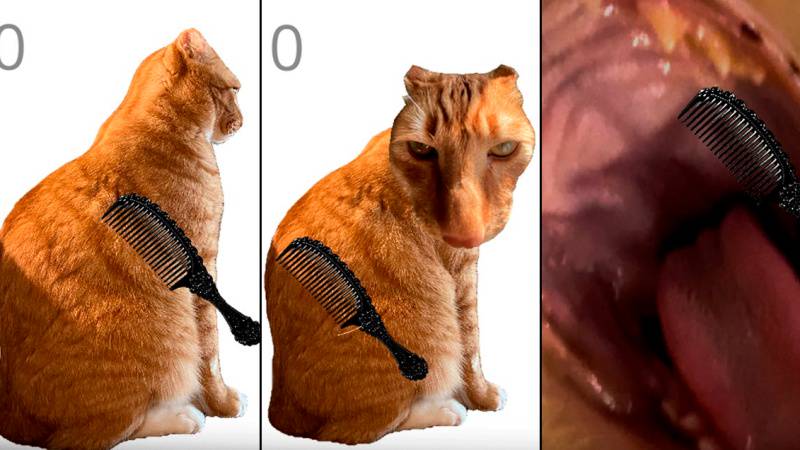 Brush Jjaemu เกมฟรีเอาใจทาสแมว พาแปรงขนแมวจ้มจอมขี้วีน