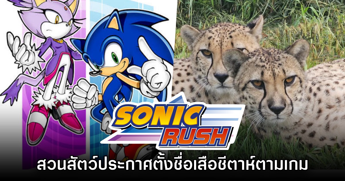 สวนสัตว์ในสหรัฐประกาศตั้งชื่อเสือชีตาห์ตามตัวละคร Sonic 1 สวนสัตว์ในสหรัฐประกาศตั้งชื่อเสือชีตาห์ตามตัวละคร Sonic