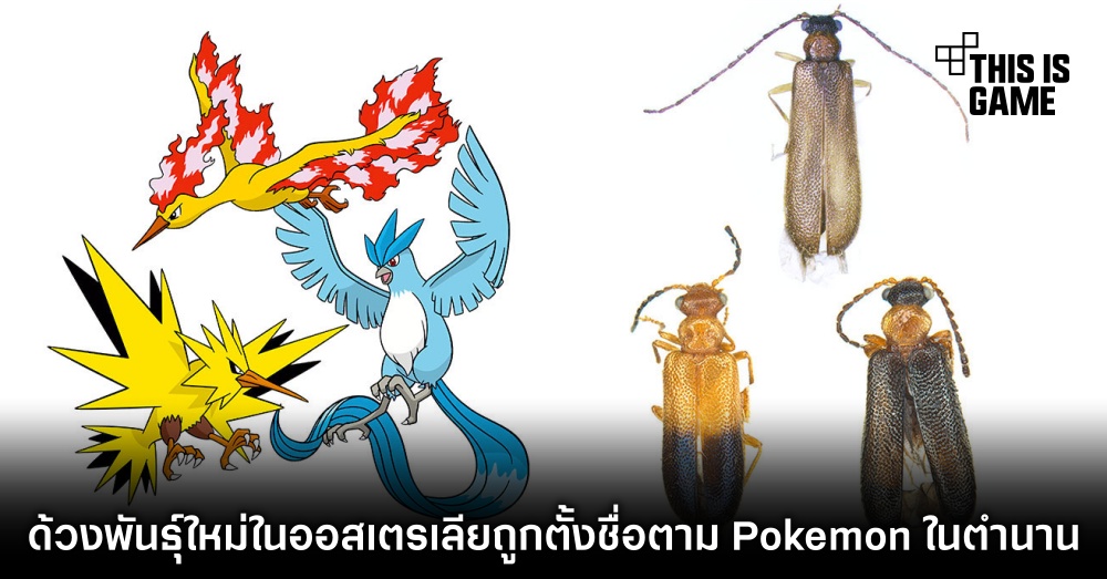 ด้วงพันธุ์ใหม่ในออสเตรเลียถูกตั้งชื่อตาม Pokemon ในตำนาน 1 ด้วงพันธุ์ใหม่ในออสเตรเลียถูกตั้งชื่อตาม Pokemon ในตำนาน